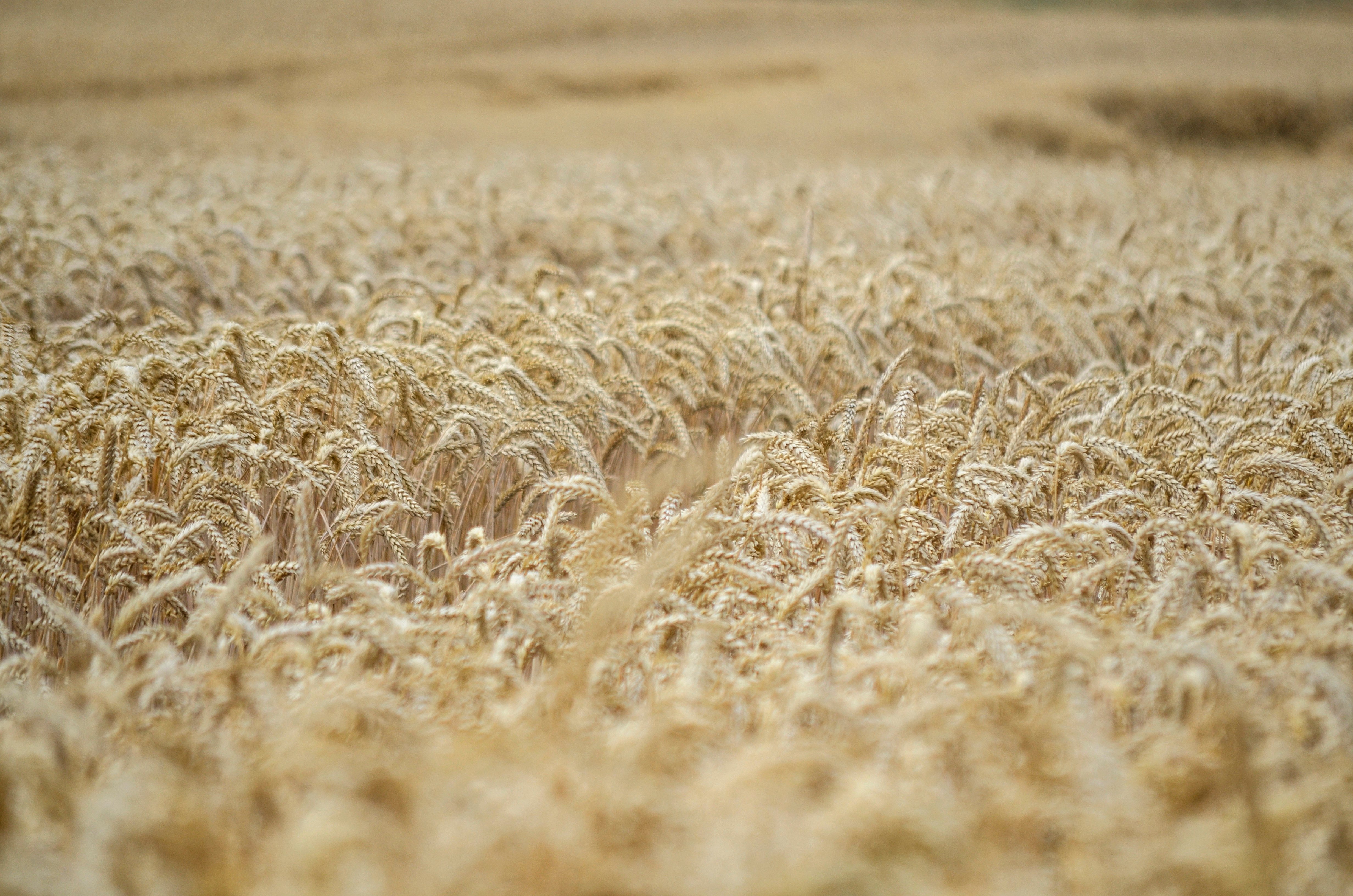 Récolte de riz